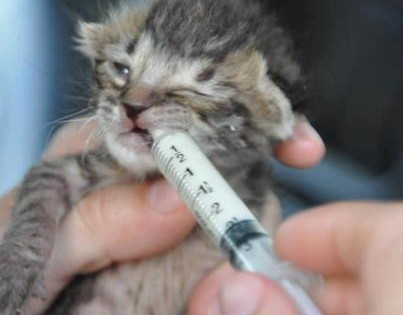 Kitten/Cat Support Program