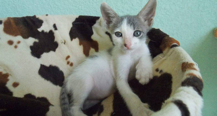 adopt-a-cat-kitten-sh-7
