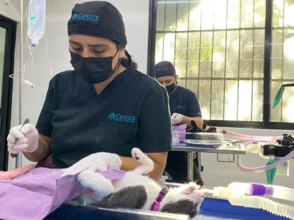 Spay & Neuter Clinic